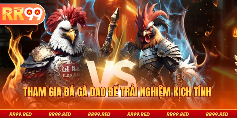 Tham gia đá gà dao để trải nghiệm kịch tính 